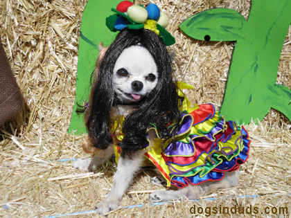 dancing mexican dog dancing mexican dog